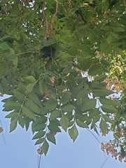 Koelreuteria paniculata