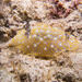 Gold Lace Nudibranch - Photo (c) 104623964081378888743, some rights reserved (CC BY-NC), uploaded by David R