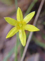 Hypoxis juncea