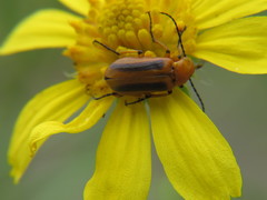 Nemognatha punctulata