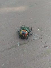 Phanaeus splendidulus