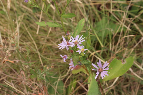Symphyotrichum laeve