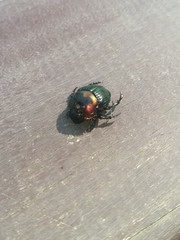 Phanaeus splendidulus