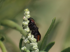 Pseudomethoca propinqua