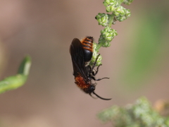 Pseudomethoca propinqua