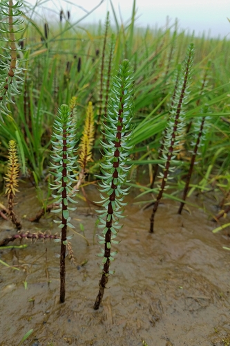 Hippuris lanceolata