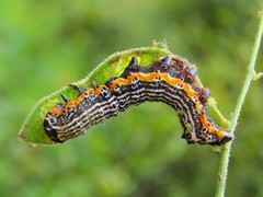 Pyrrhia
