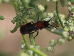 Pseudomethoca propinqua