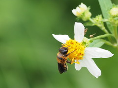 Megachile umbripennis