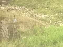 Egretta tricolor image