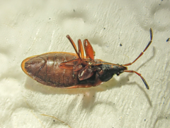 Gastrodes pacificus