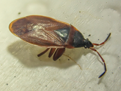 Gastrodes pacificus