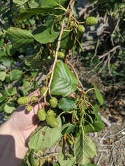 Alnus rohlenae
