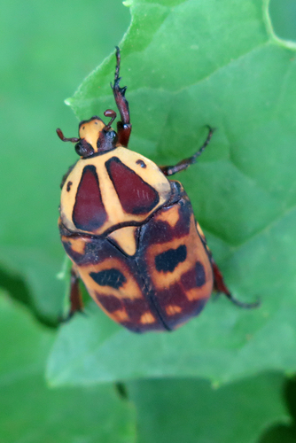 Subspecies Pachnoda cordata tigris · iNaturalist