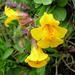 Seep Monkeyflower - Photo (c) J Brew, some rights reserved (CC BY-NC-SA)