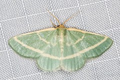 Mixocera latilineata