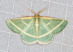 Mixocera latilineata