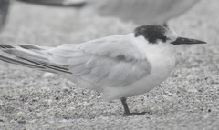 Sterna dougallii