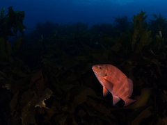 Chirodactylus spectabilis