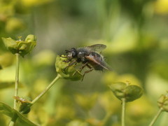 Tachina lurida
