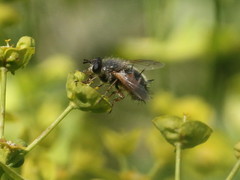 Tachina lurida
