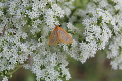 Eubaphe