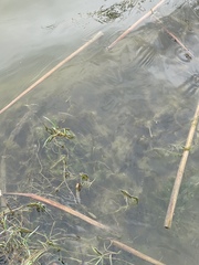 Potamogeton crispus