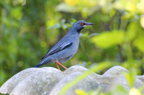 Turdus plumbeus