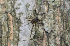 Drapetisca alteranda