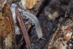 Brachydesmus superus