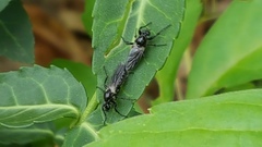 Bibio albipennis