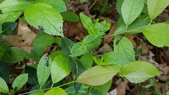 Bibio albipennis