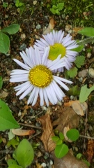 Erigeron pulchellus