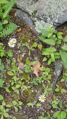 Erigeron pulchellus