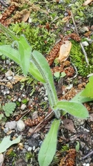Erigeron pulchellus