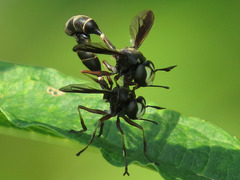 Physocephala furcillata