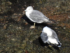 Larus crassirostris