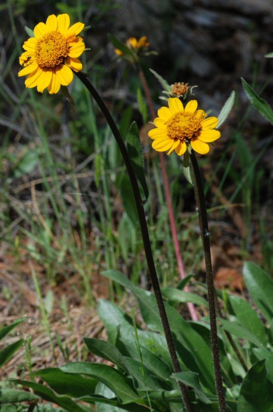 Helianthella californica