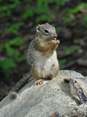Notocitellus adocetus