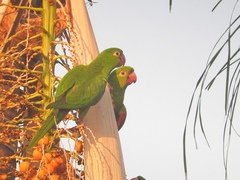 Psittacara leucophthalmus