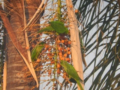 Psittacara leucophthalmus