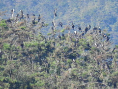 Phalacrocorax carbo