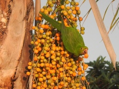 Psittacara leucophthalmus