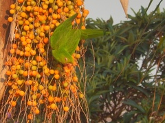 Psittacara leucophthalmus