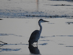 Ardea cinerea