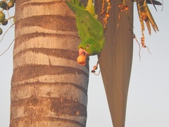 Psittacara leucophthalmus