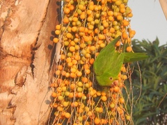 Psittacara leucophthalmus