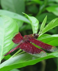 Neurothemis ramburii