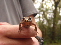 Ischnocnema henselii