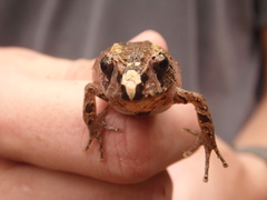 Ischnocnema henselii